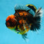 AAA Grade Super Chonky Tiger Godzilla Oranda Male 6 inches #072525OR_13