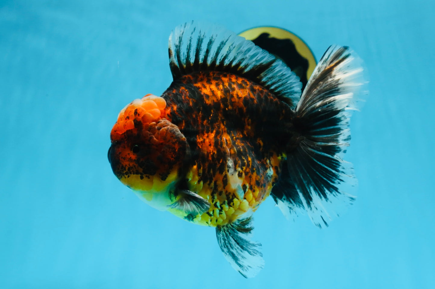 AAA Grade Super Chonky Tiger Godzilla Oranda Male 6 inches #072525OR_13