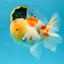 A Grade Sakura Oranda Male 4.5-5 inches #053025OR_28