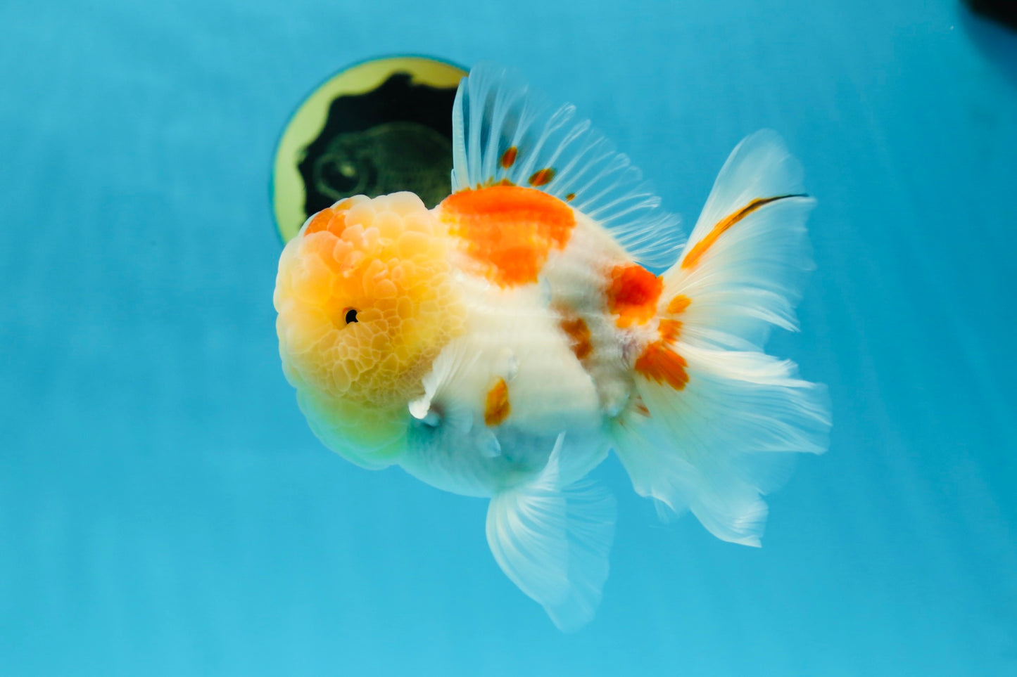 A Grade Sakura Oranda Male 4.5-5 inches #053025OR_28