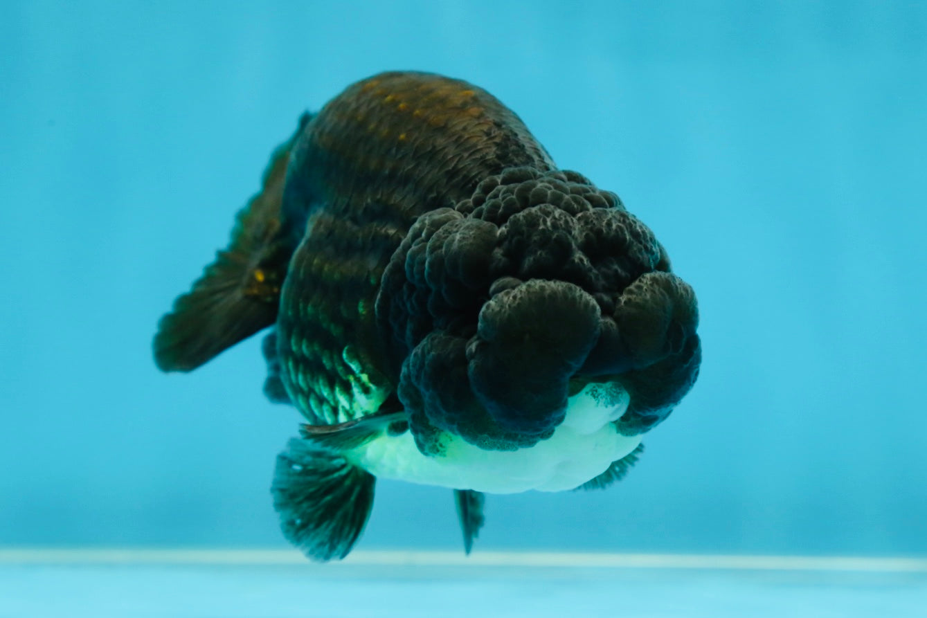 A Grade Black LionKing 4.5 inches #052325LC_19