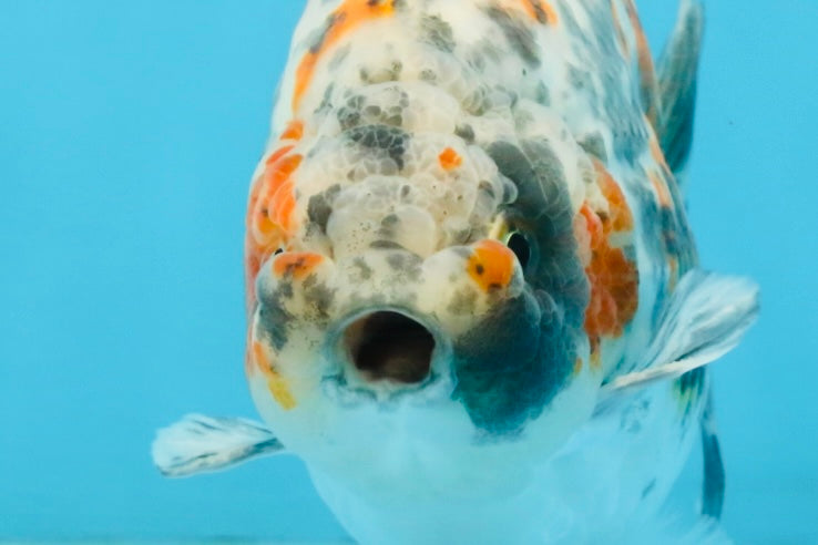 A Grade Tricolor Ranchu Male 5.5 inches #110725RC_14