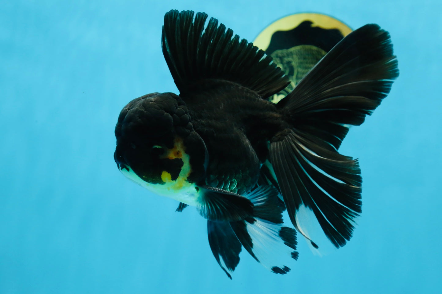 A Grade Black Oranda Male 5.5-6 inches #071125OR_13