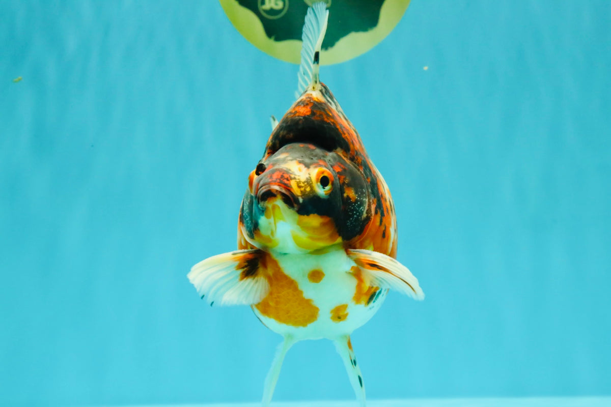 AAA Grade Special Indonesia Calico Ryukin Male 6-6.5 inches #100226RK_01