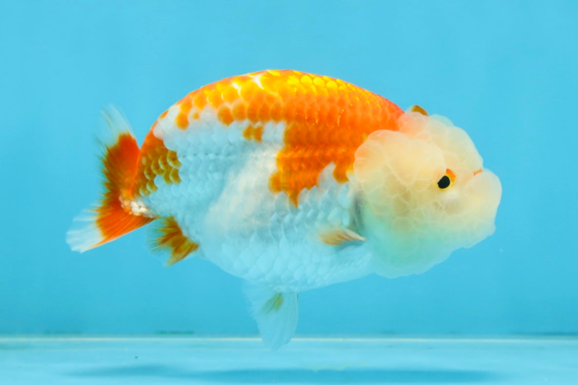 ADORABLE AAA Grade Red White LionQueen 4 inches #102425LC_16