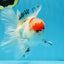 A Grade Tricolor Oranda Male 5.5 inches #070425OR_17