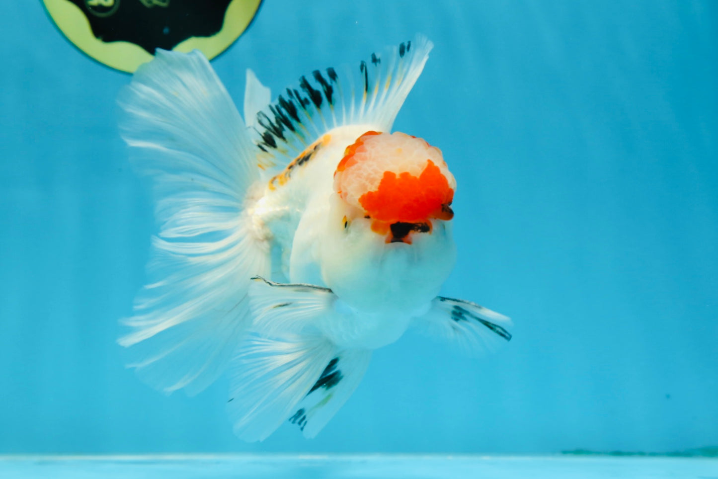A Grade Tricolor Oranda Male 5.5 inches #070425OR_17
