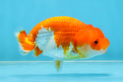 Red White Lionchu Female 4 inches #121925LC_02