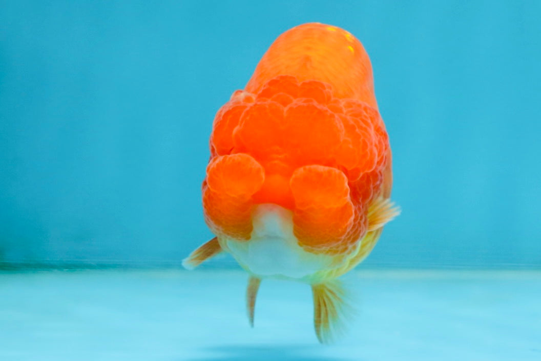 AAA Grade Young Red White LionQueen 4 inches #101025LC_04