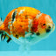 CHUBBY AAA Grade Diamond Scale Tricolor  Ranchu Male 5.5-6 inches #101626RC_26
