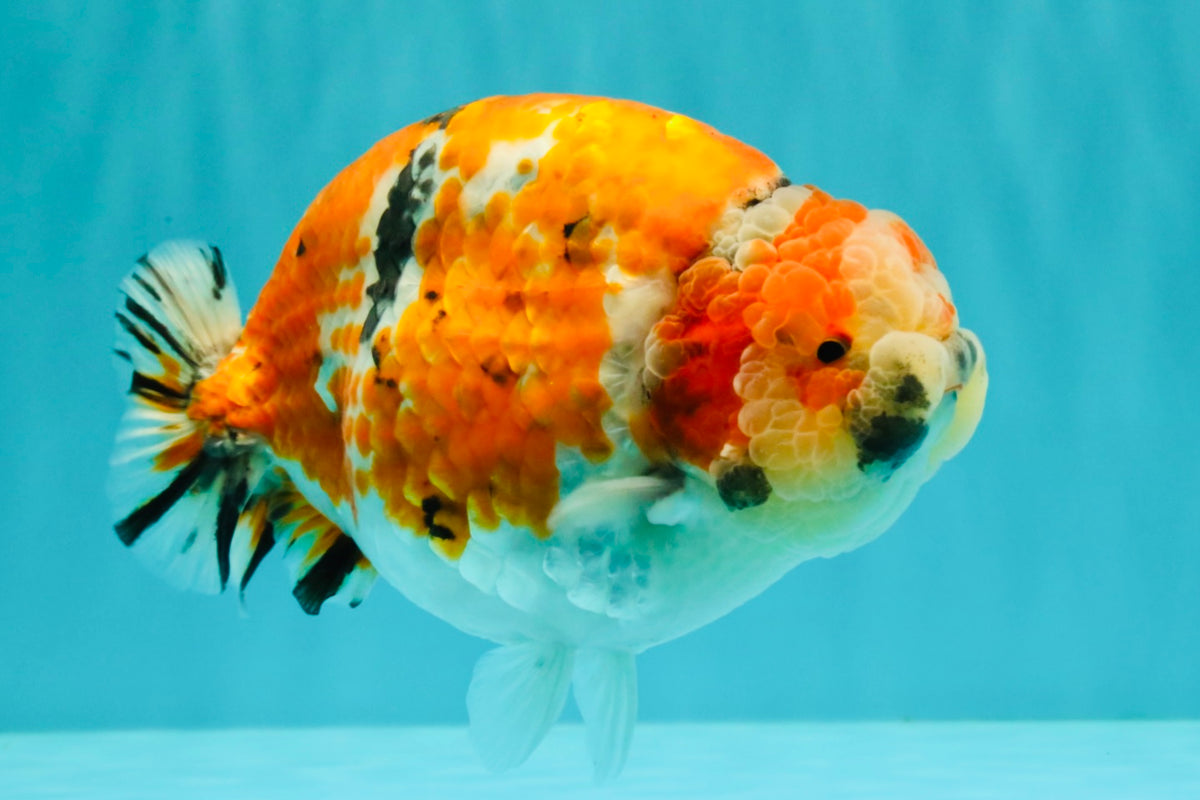 CHUBBY AAA Grade Diamond Scale Tricolor  Ranchu Male 5.5-6 inches #101626RC_26