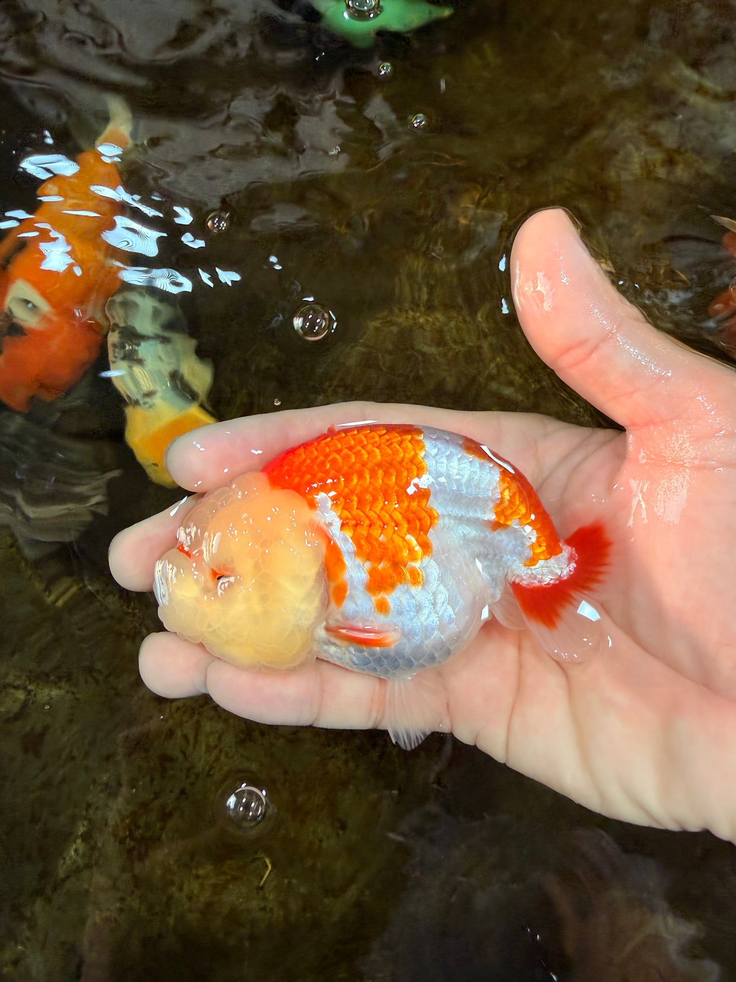 POPCORN AAA Grade Red White Kohaku LionQueen 4 inches #101725LC_05