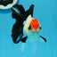 A Grade Tricolor Angry Bird Oranda Female 4.5-5 inches #0726OR_17