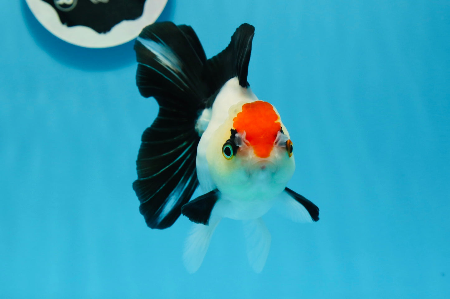 A Grade Tricolor Angry Bird Oranda Female 4.5-5 inches #0726OR_17