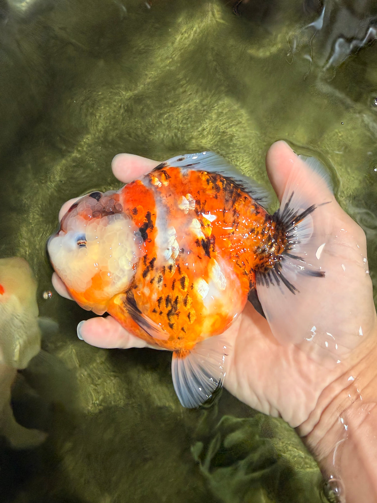 AAA Grade Marble Calico Sakura Yuanbao Female 5.5 inches #101626YB_41