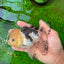 A Grade Tricolor Button Eyes Oranda Male 4.5 inches #0920OR_23