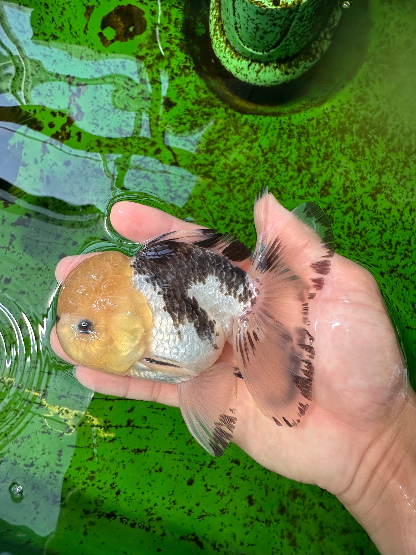 A Grade Tricolor Button Eyes Oranda Male 4.5 inches #0920OR_23