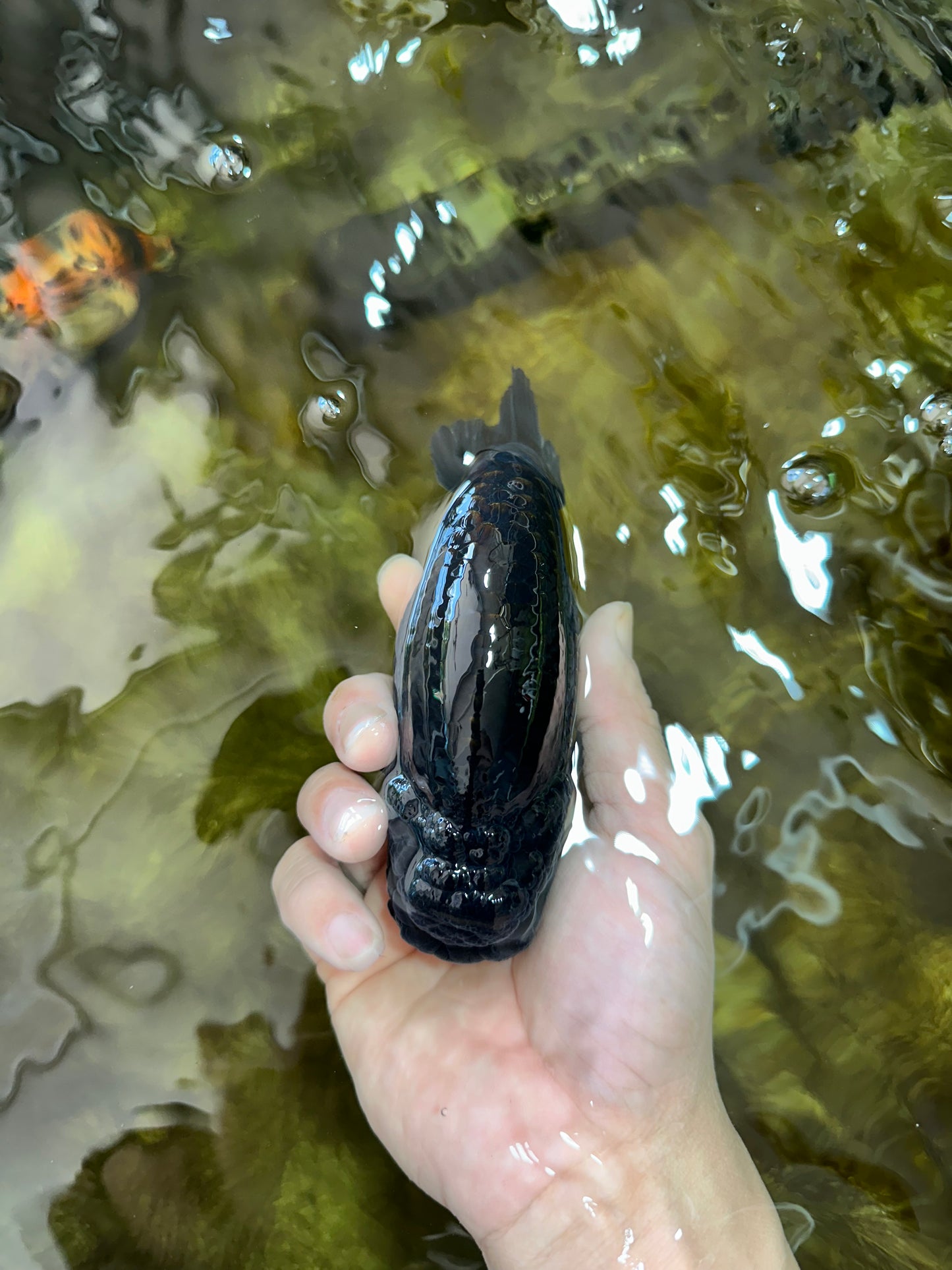 AAA Grade Strong Body Structure Godzilla Black LionKing 5-5.5 inches #051625LC_09