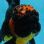 A Grade Apache Oranda Male 5 inches #081525OR_22