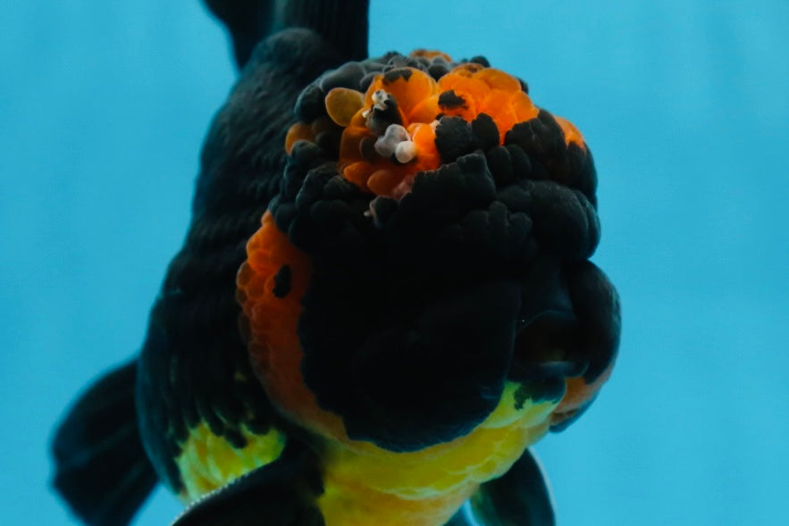 A Grade Apache Oranda Male 5 inches #081525OR_22