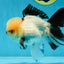 Tricolor Oranda Male 5 inches #051625OR_22