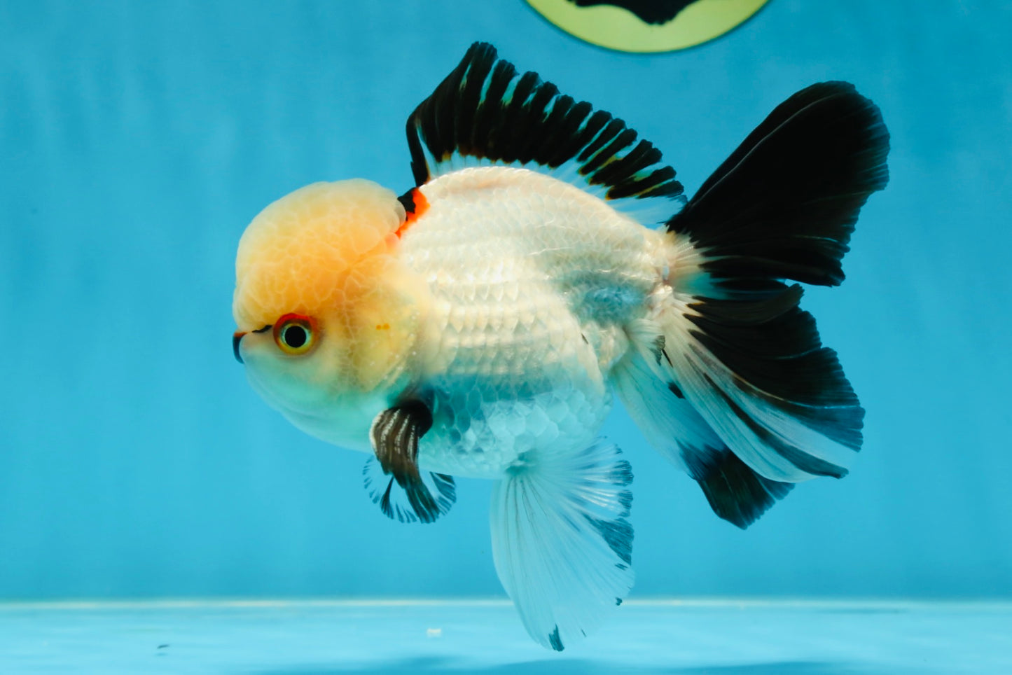 Tricolor Oranda Male 5 inches #051625OR_22