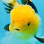 A Grade Panda Oranda Female 5.5-6 inches #082925OR_09