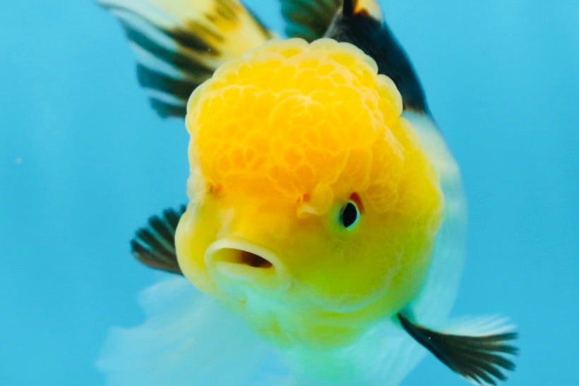 A Grade Panda Oranda Female 5.5-6 inches #082925OR_09