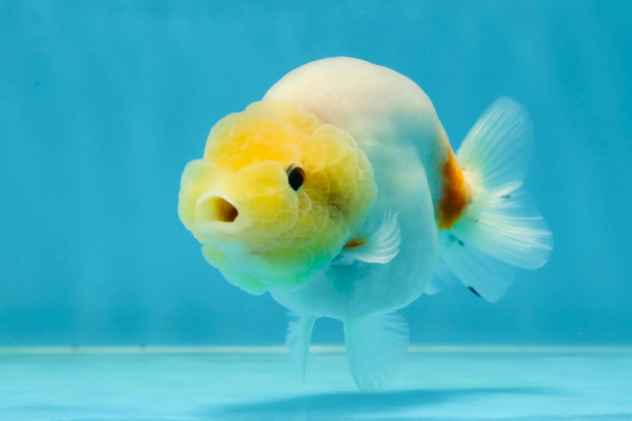 A Grade Sakura Button Eyes LionQueen 4 inches #050925LC_09