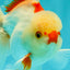 CHICKIE AAA Grade Red White Oranda Male 5-5.5 inches #062626OR_28