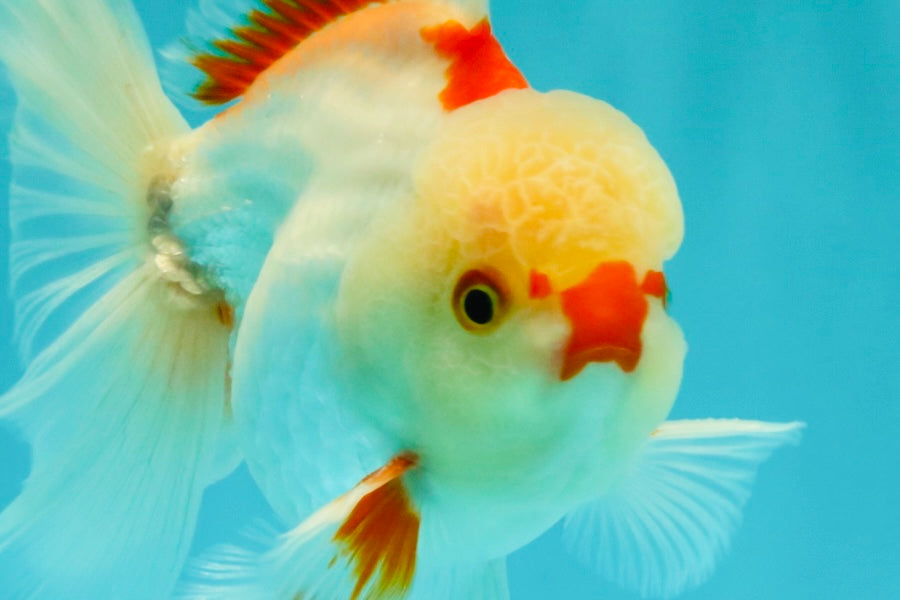 CHICKIE AAA Grade Red White Oranda Male 5-5.5 inches #062626OR_28