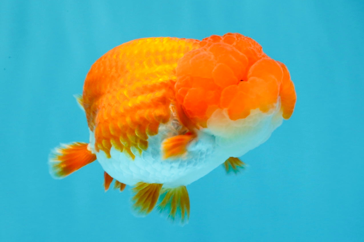 A Grade Dragon Head Red White LionQueen 4 inches #022726LC_26