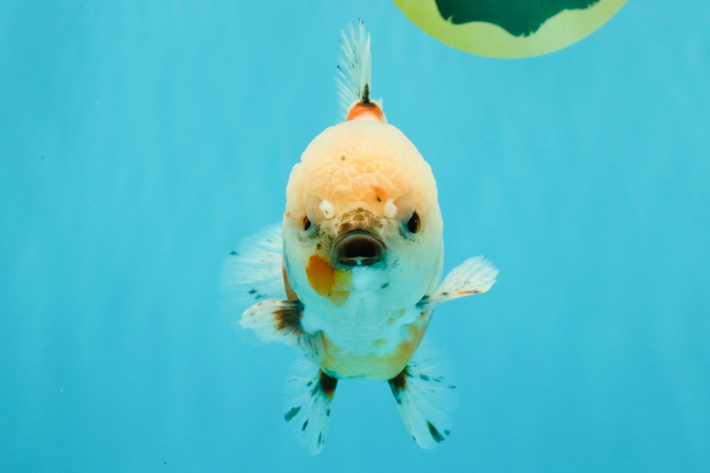 A Grade Sakura Yuanbao Male 5.5 inches #032026YB_23