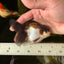 Panda Oranda Male 3.5-4 inches #1018OR_17