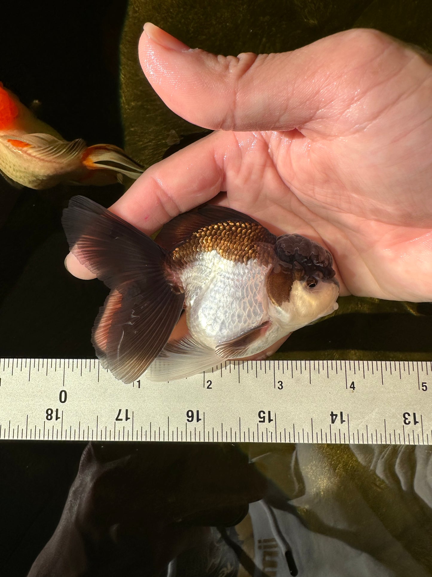 Panda Oranda Male 3.5-4 inches #1018OR_17