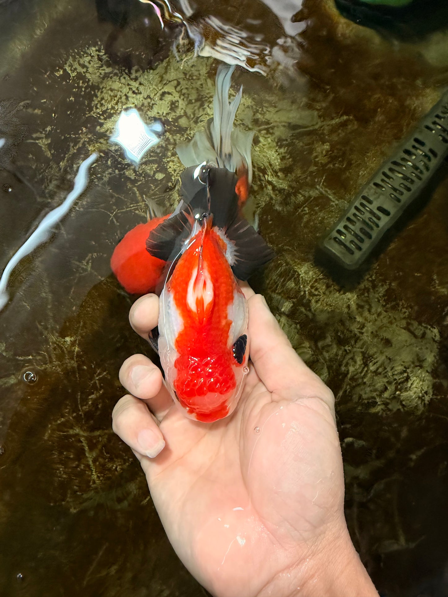 CHONKY A Grade Tricolor Yuanbao Male 4.5 inches #110725YB_06