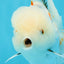 MARSHMALLOW Red White Oranda Male 5.5 inches #040326OR_16