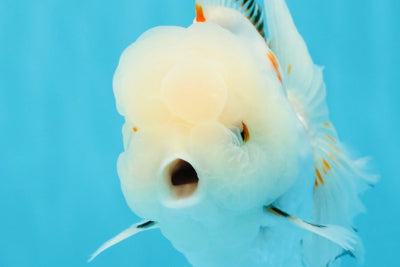 MARSHMALLOW Red White Oranda Male 5.5 inches #040326OR_16