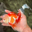 A Grade Red White Oranda Male 5.5 inches #071726OR_30