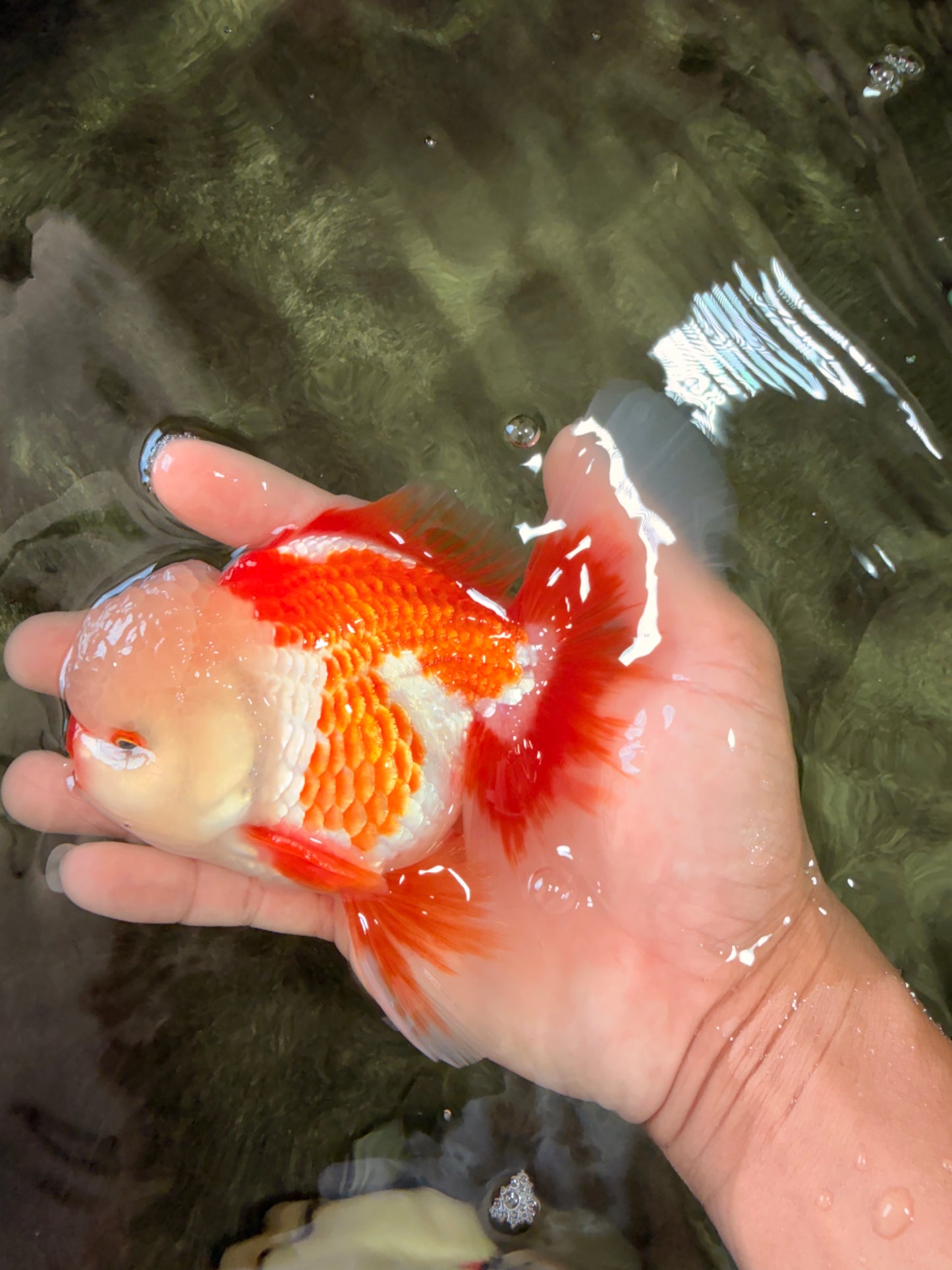 A Grade Red White Oranda Male 5.5 inches #071726OR_30