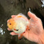 A Grade Chicken White Yuanbao Female 5 inches #062626YB_15