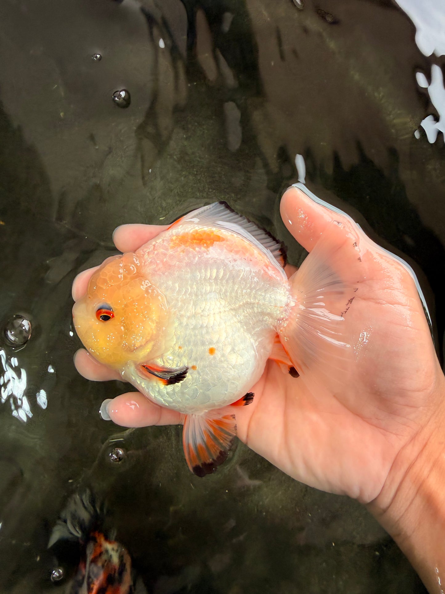 A Grade Chicken White Yuanbao Female 5 inches #062626YB_15