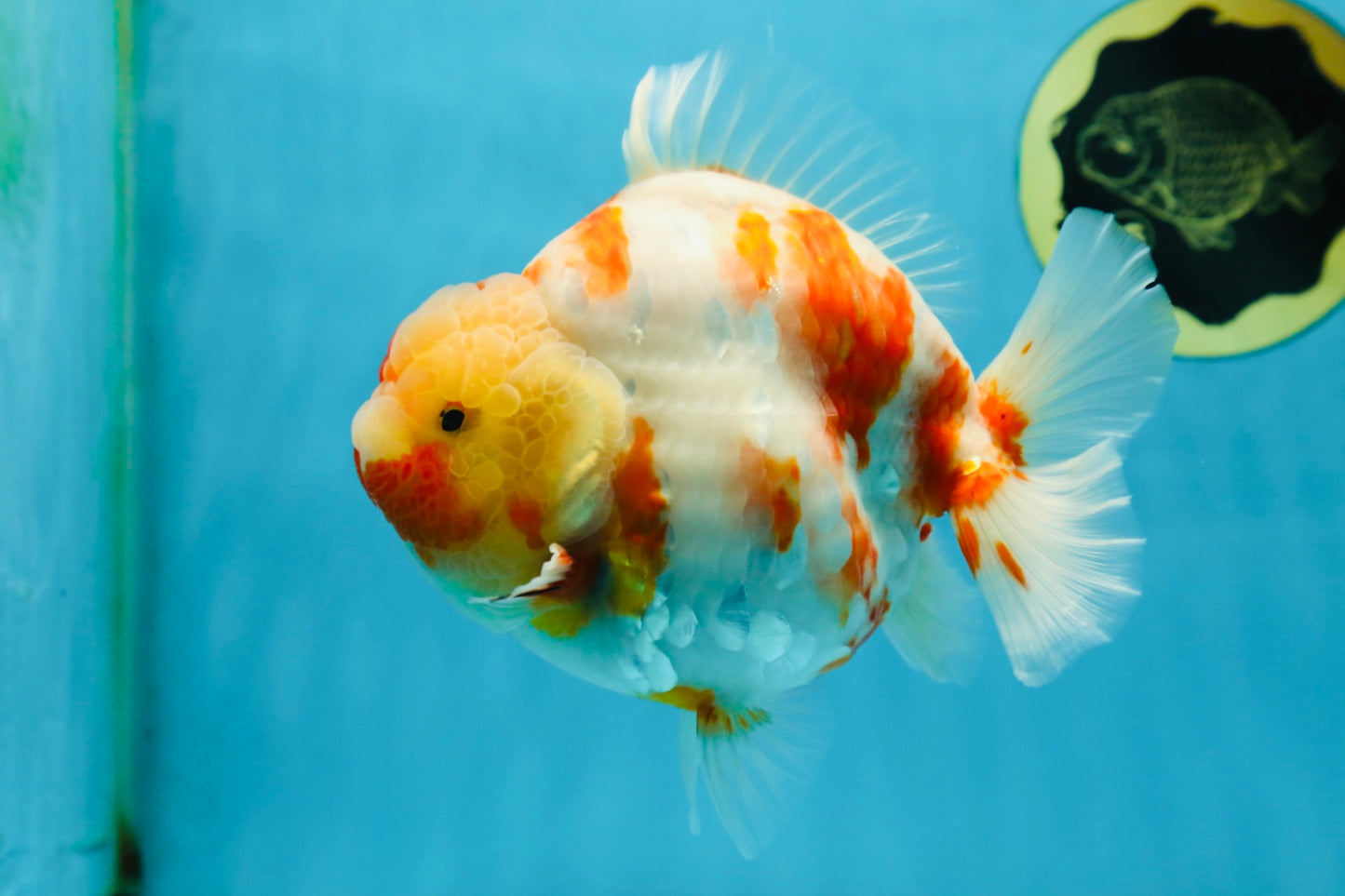 A Grade Kohaku Sakura Yuanbao Male 5.5 inches #052325YB_25