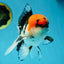 A Grade Tricolor Oranda Male 5.5 inches #050925OR_44