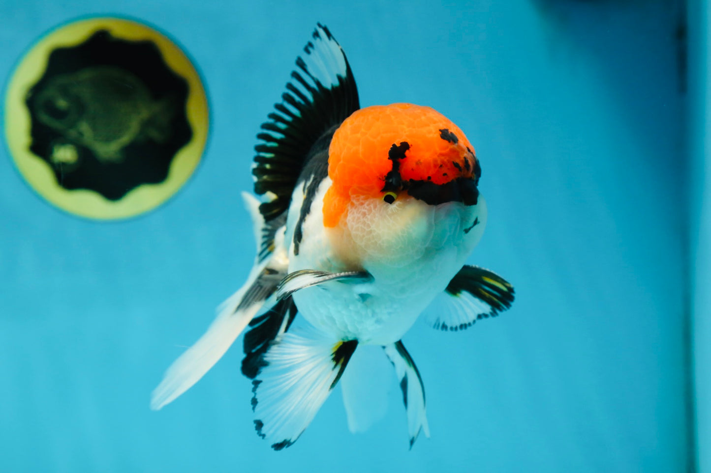 A Grade Tricolor Oranda Male 5.5 inches #050925OR_44