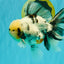 A Grade White Tiger Oranda Male 7 inches #082126OR_15