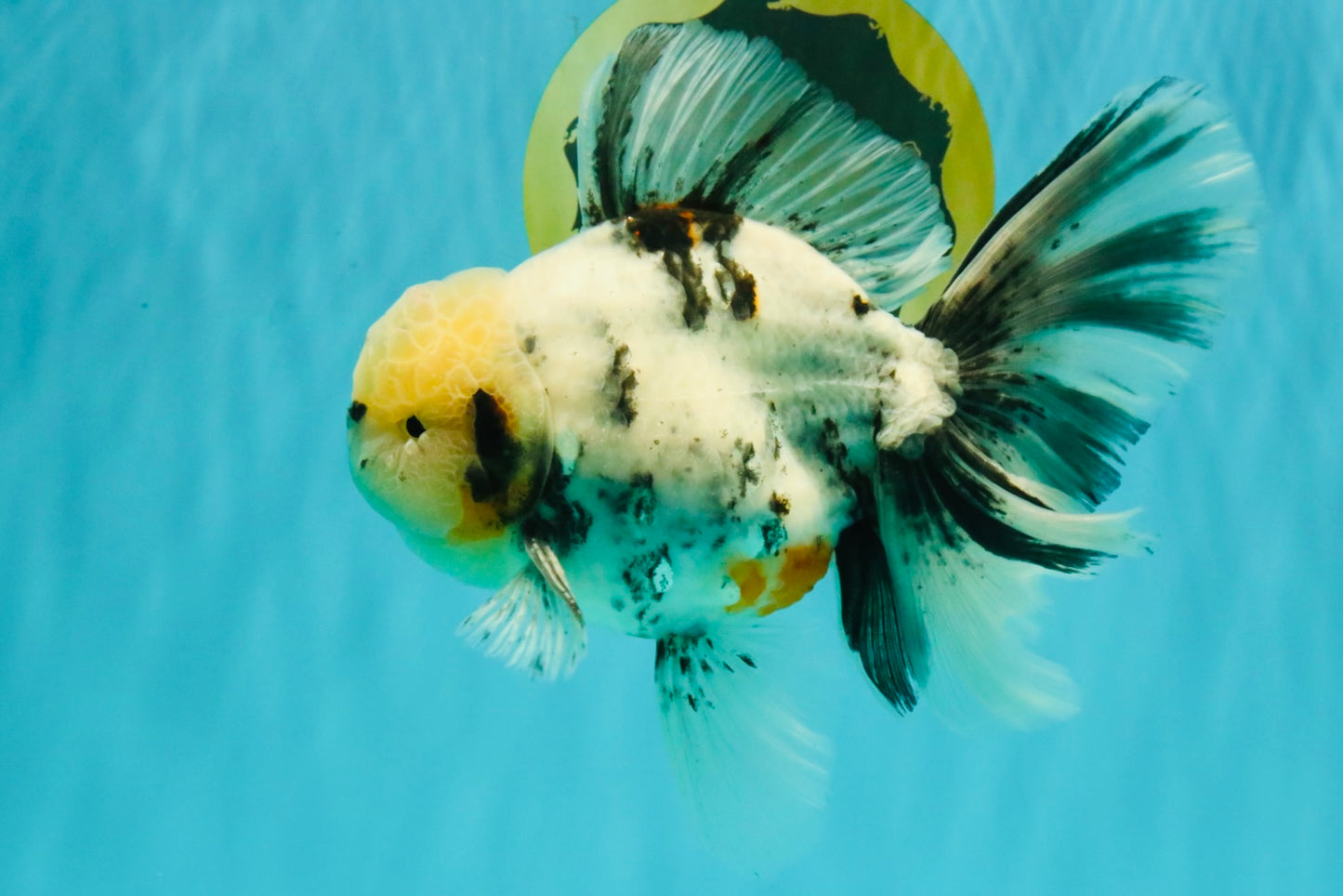 A Grade White Tiger Oranda Male 7 inches #082126OR_15
