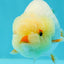 👶 Baby Lemonhead Duckie Lionchu Female 3.5-4 inches #0216LC_12