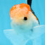 AAA Grade Tricolor Oranda Male 5 inches #0906OR_30