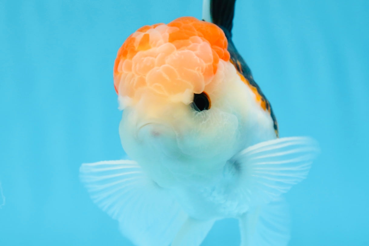 AAA Grade Tricolor Oranda Male 5 inches #0906OR_30